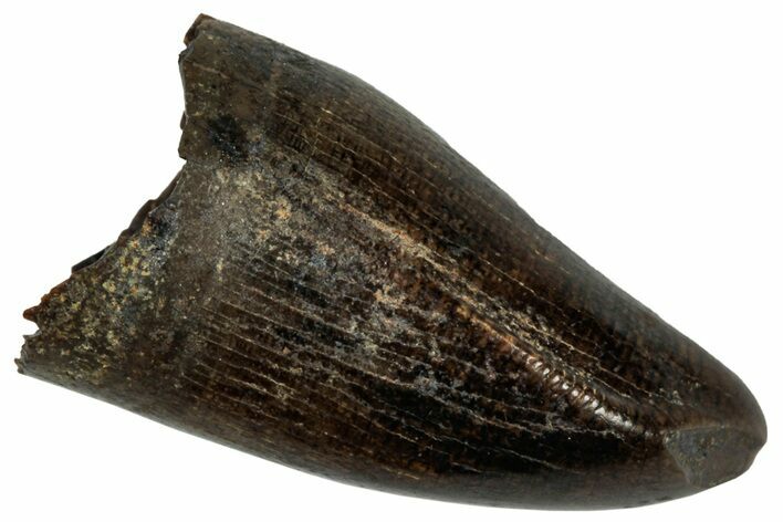 Serrated Juvenile Tyrannosaur Tooth - Judith River Formation #300183